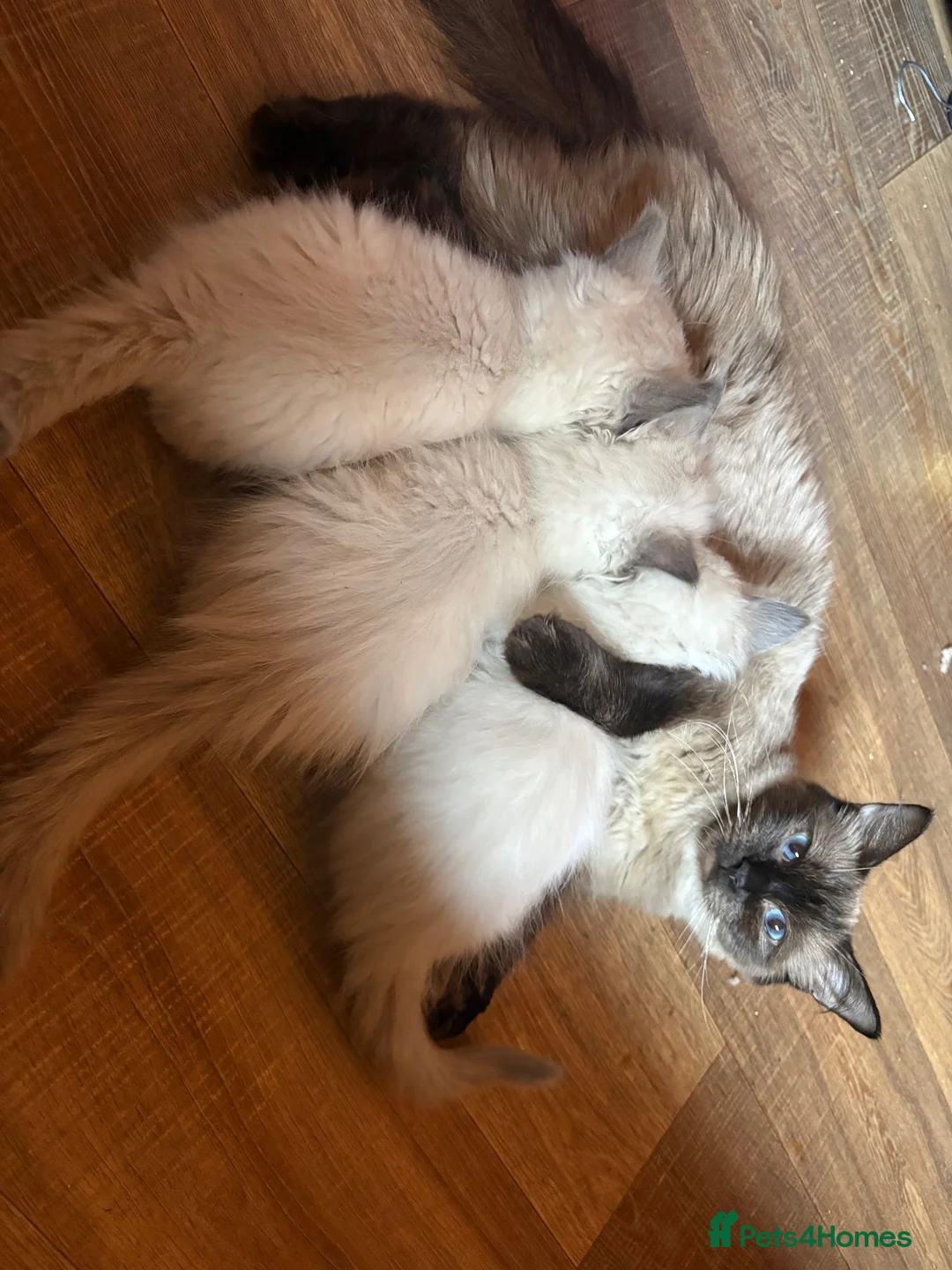 Ragdoll cats for sale: Stunning fluffy pure ragdoll kittens ready 13/10 - Advert 2