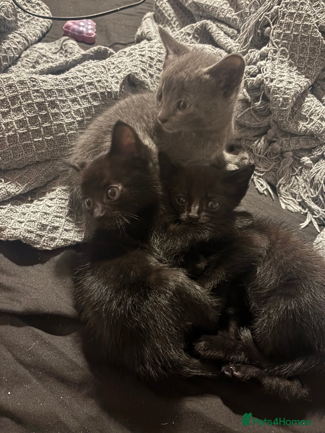 British Shorthair cats for sale: Beautiful Tuxedo kittens available - Advert 3