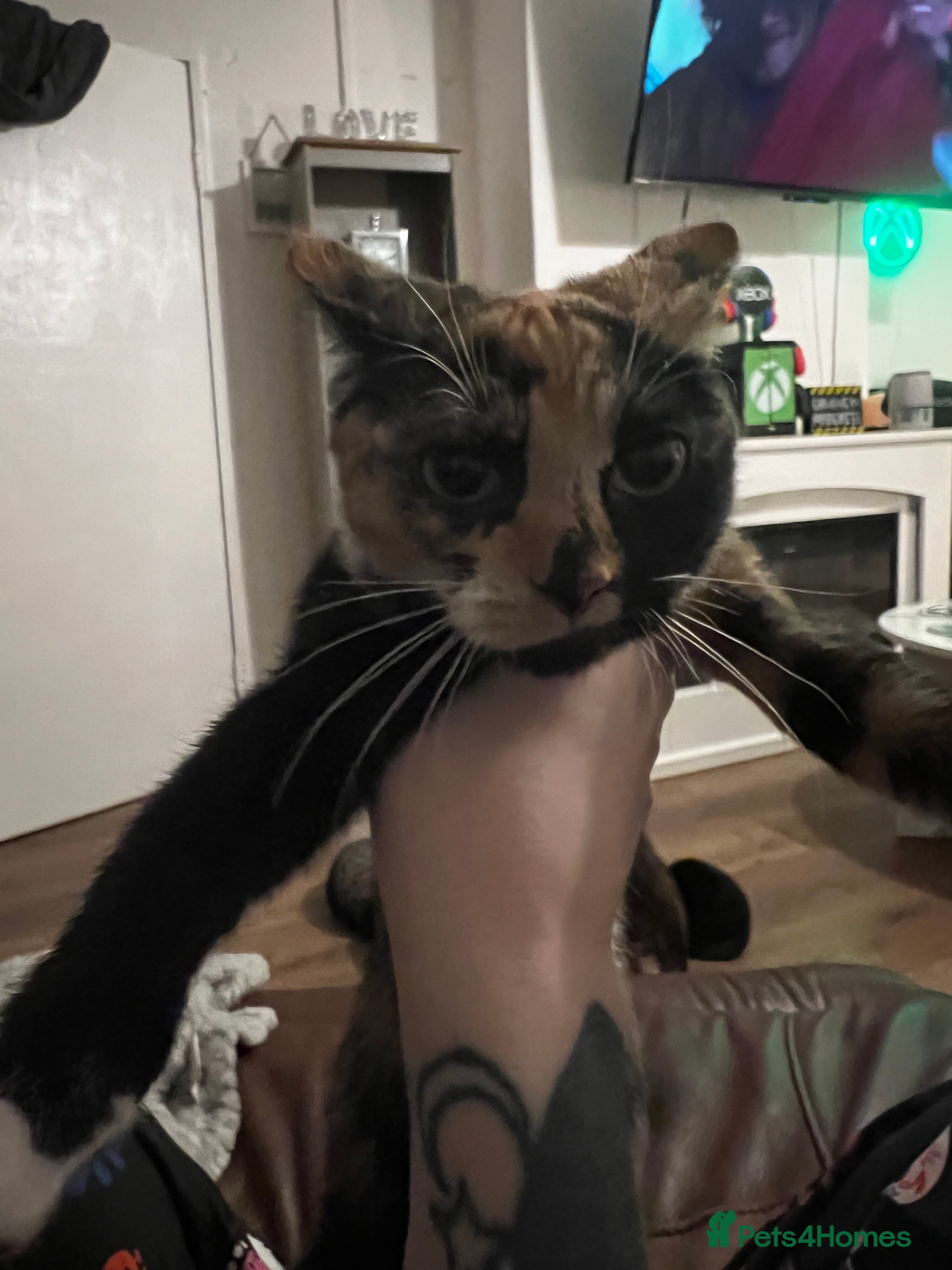 Mixed Breed cats My cat had kittens  - Advert 1