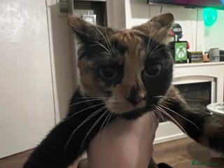 Mixed Breed cats My cat had kittens - Advert 1