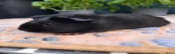 Guinea Pig rodents for sale: Swiss, Cali, Self Black & Smooth Baby Guinea Pigs - Advert 11