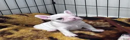 French Bulldog dogs for sale: Beautiful French bulldog puppies-surprise litter - Advert 4