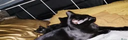 Bombay cats for sale: Adorable Black Kittens – Ready Now 🐾 in Cardiff - Advert 6