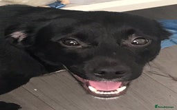 Mixed Breed dogs for sale: 2 female puppies for sale  - Advert 9