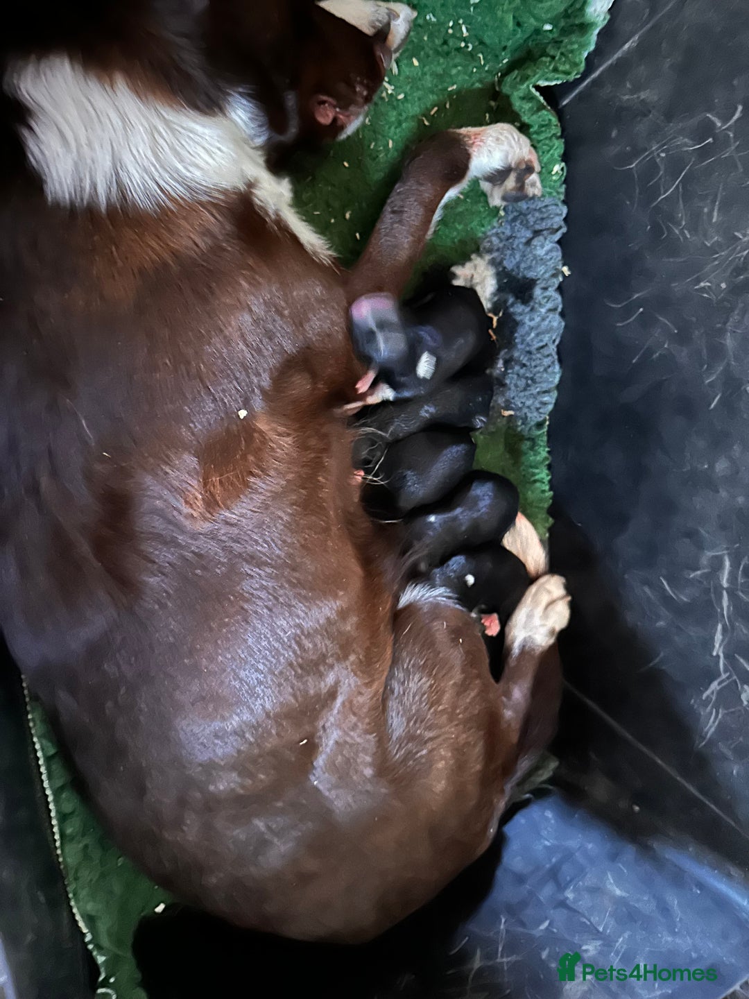 Smooth Collie dogs for sale: Stunning Collie pups - Image 2