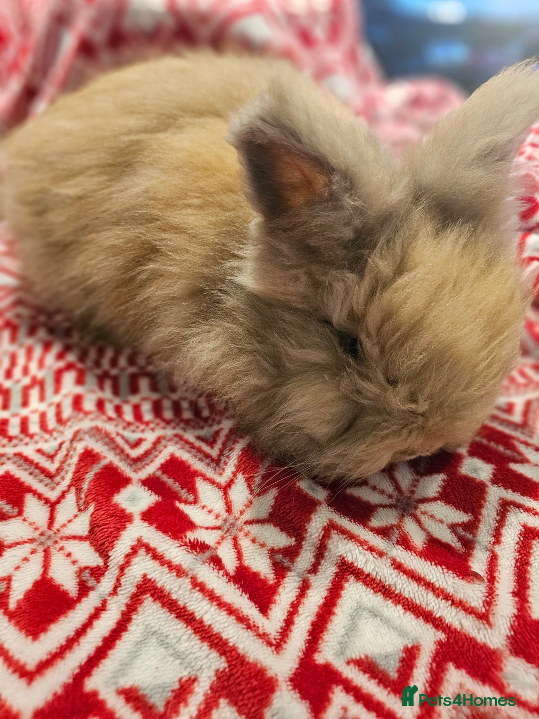 Angora rabbits for sale: Angora X - Advert 5