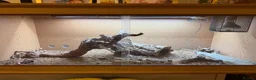Bearded Dragon reptiles for sale: Female bearded dragon with tank (2 years old) - Advert 5