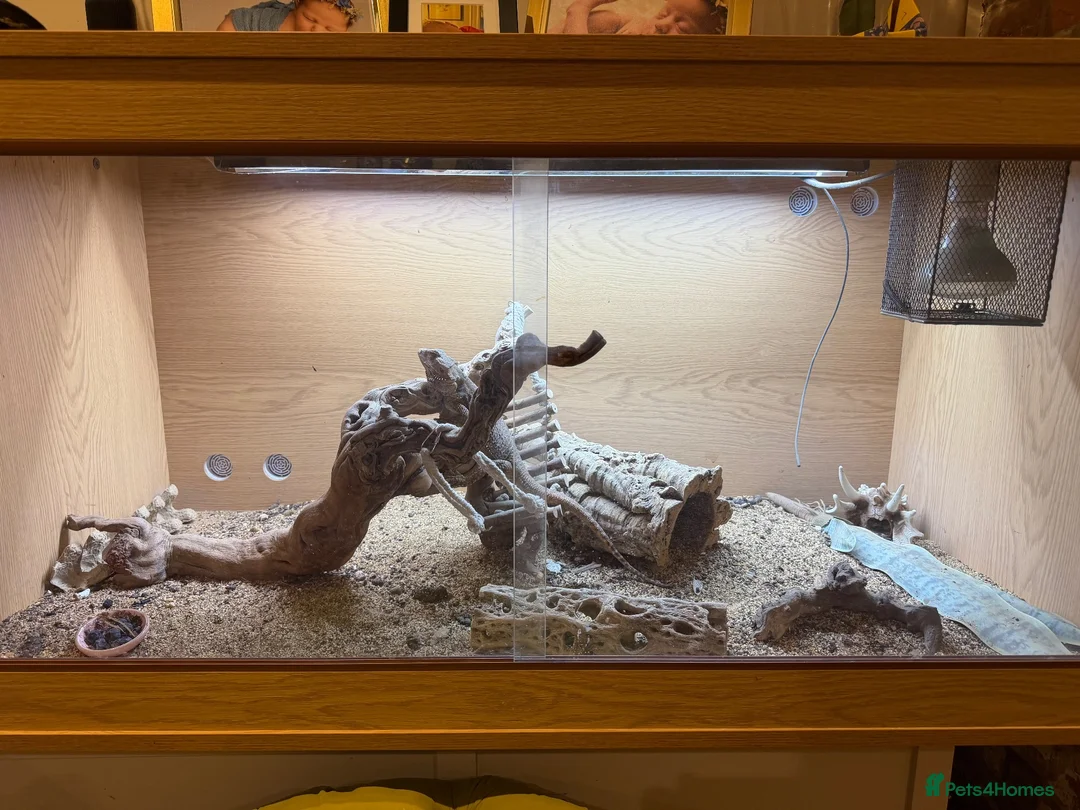 Bearded Dragon reptiles for sale: Female bearded dragon with tank (2 years old) - Advert 5