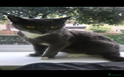 Russian Blue cats for sale: Mixed Russian blue  - Image 1