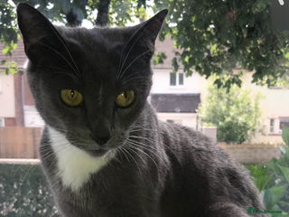 Russian Blue cats - Advert 3