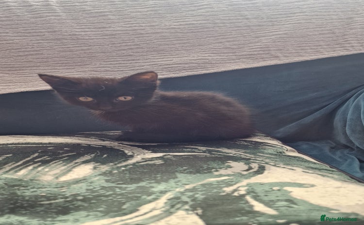British Longhair cats - Advert 14