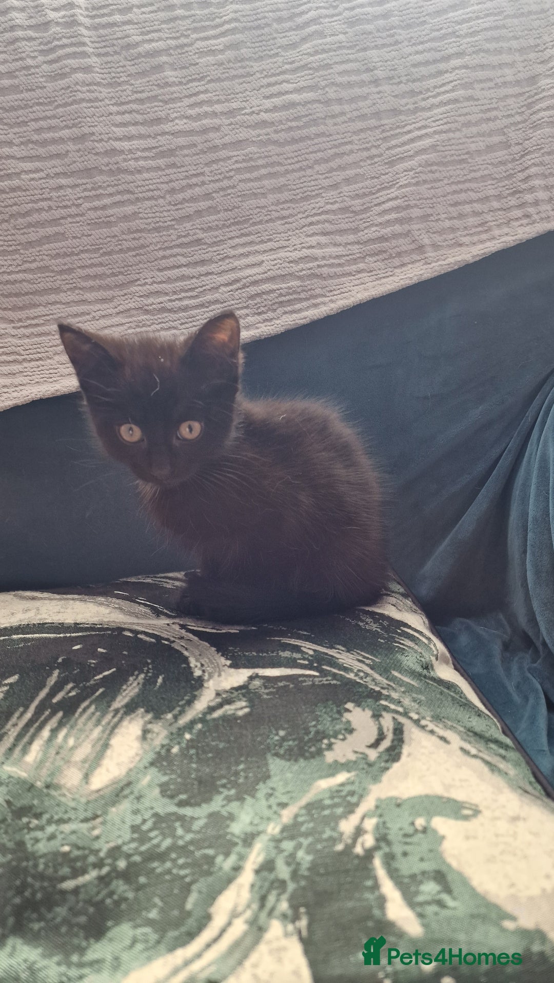 British Longhair cats for sale: 9 weeks old kitten looking for loving home - Image 1