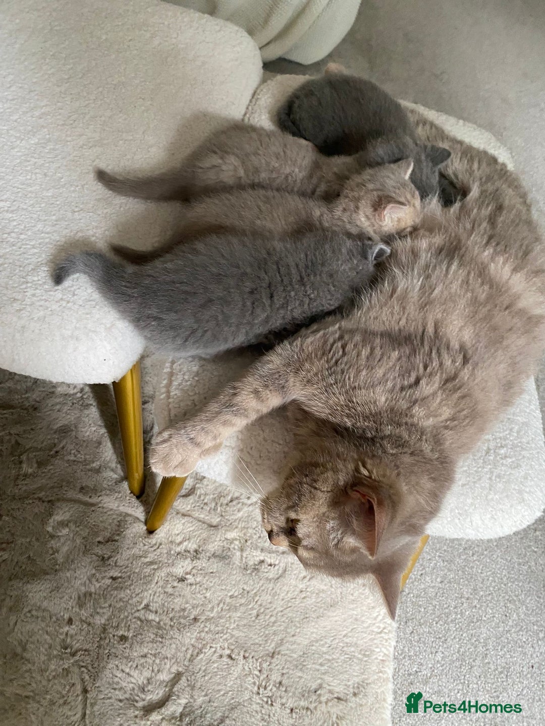 British Shorthair cats for sale: Male British Shorthair Cross Straight Hair Kitten - Image 3