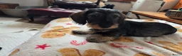 Dachshund dogs for sale: Five miniature Wire Haired Dachshund puppies - Advert 16