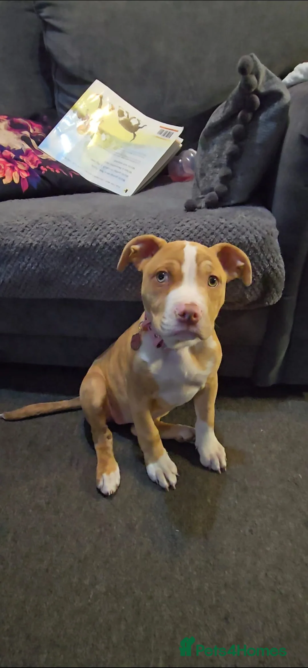 American Bull Staffy dogs for sale: Narla  - Advert 4