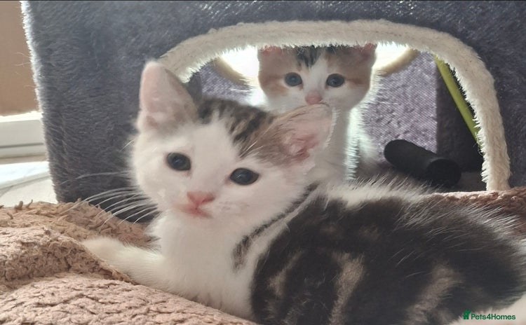 Mixed Breed cats - Advert 3