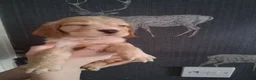 Cocker Spaniel dogs for sale: working cocker spaniels for sale - Advert 3