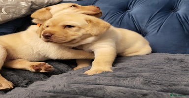Labrador Retriever dogs - Advert 8