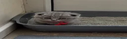 British Shorthair cats for sale: 2 straight ear boys and 4 fold girls,fluffy 🐾🐈‍⬛ - Advert 3