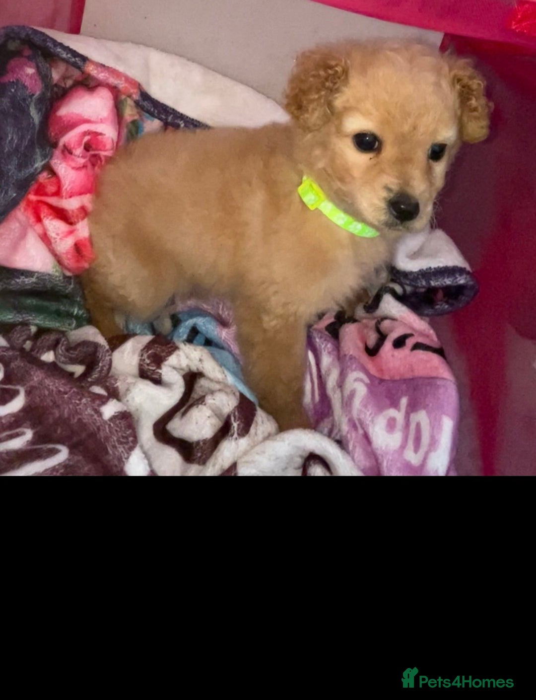 Mixed Breed dogs for sale: Cavapoo mix boy puppy  - Advert 4