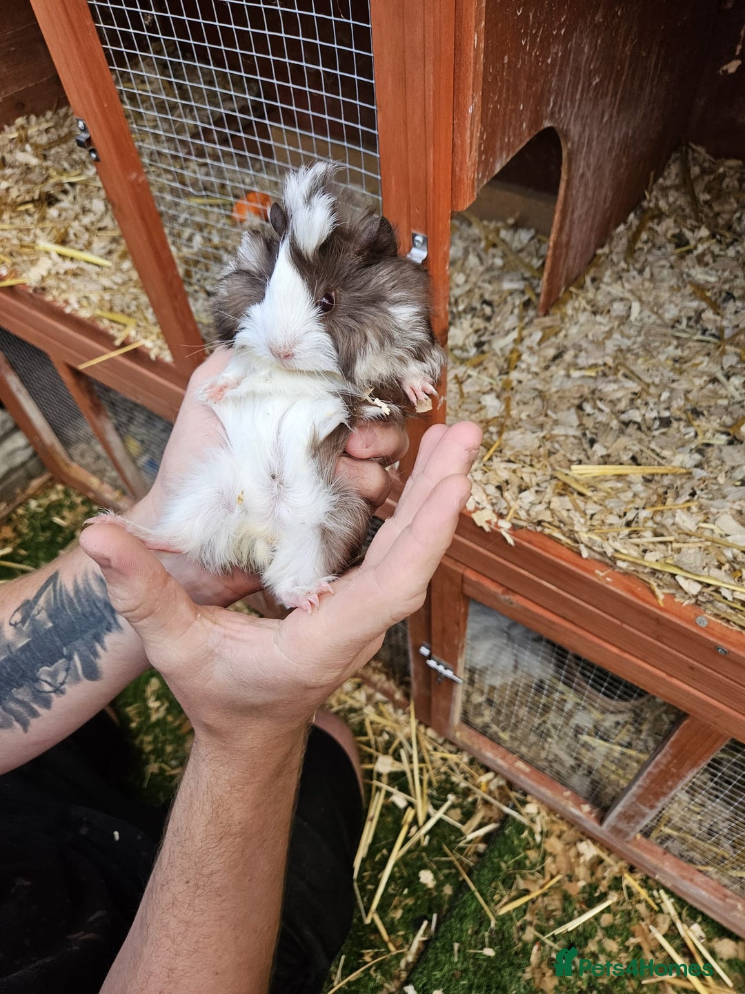 Guinea Pig rodents for sale: 3 boys left - Image 2