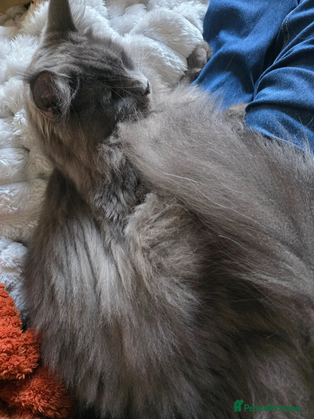 Maine Coon cats for sale: Maine Coon Boy - Advert 5