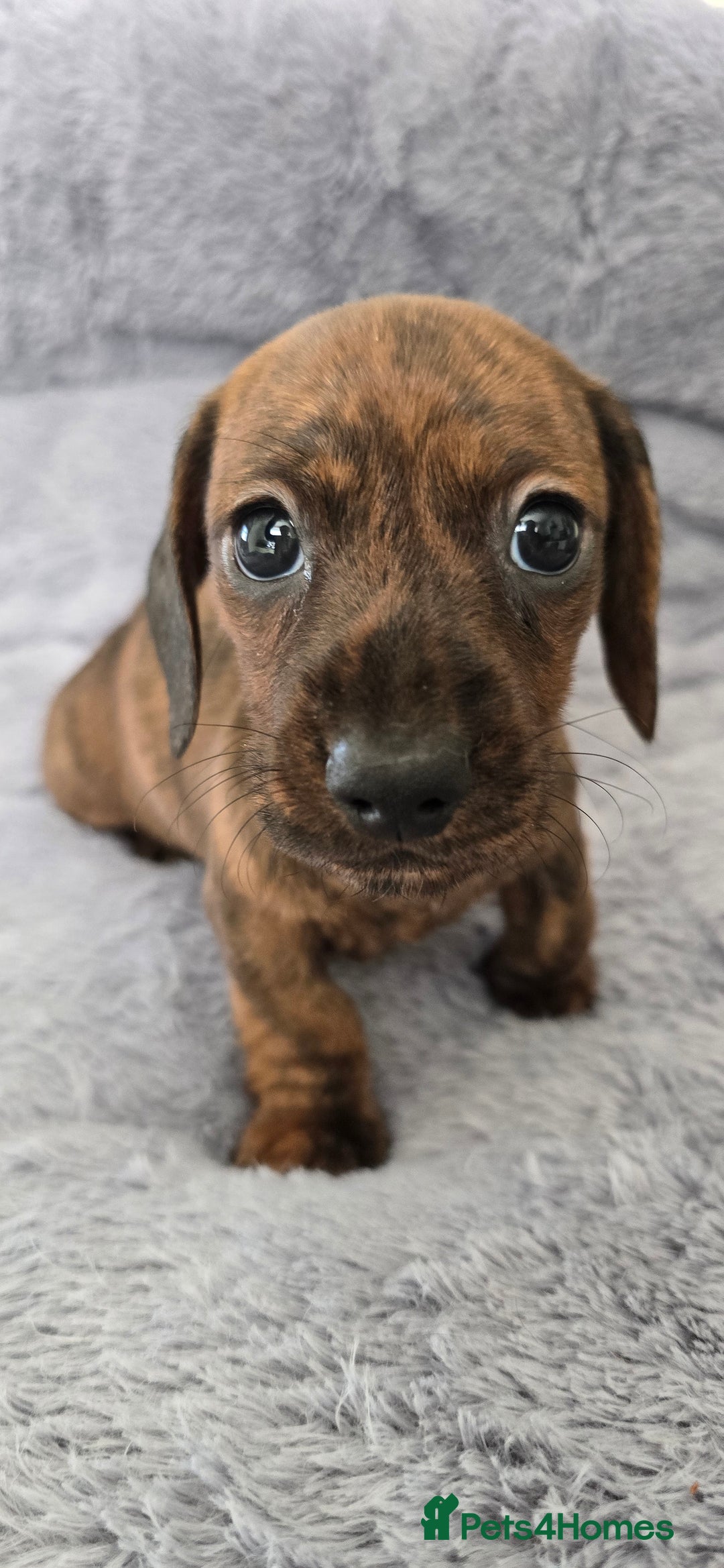 Miniature Dachshund dogs for sale: Miniature dachshund KC registered  - Image 8