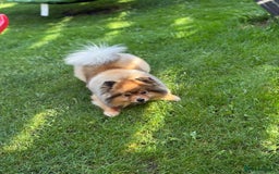 Pomeranian dogs for sale: Little Pomeranians  - Image 3