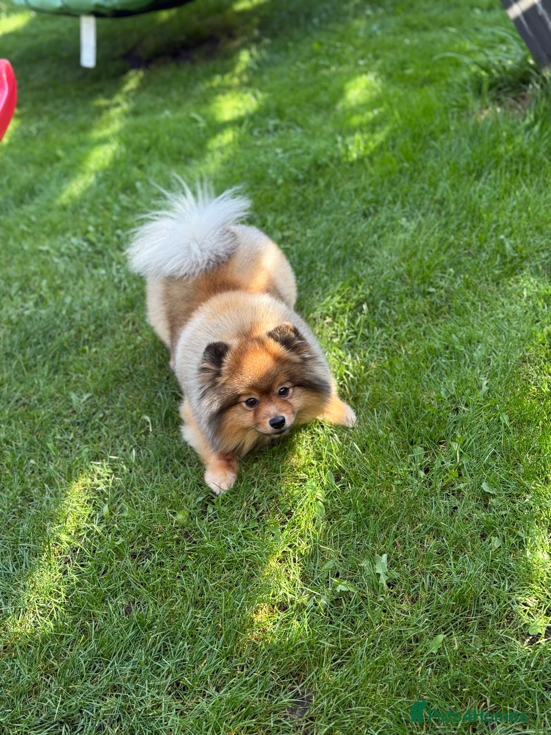 Pomeranian dogs for sale: Little Pomeranians  - Image 3