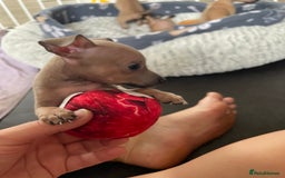 Italian Greyhound dogs for sale: Ready from next week Little Italian Greyhound pups - Image 16