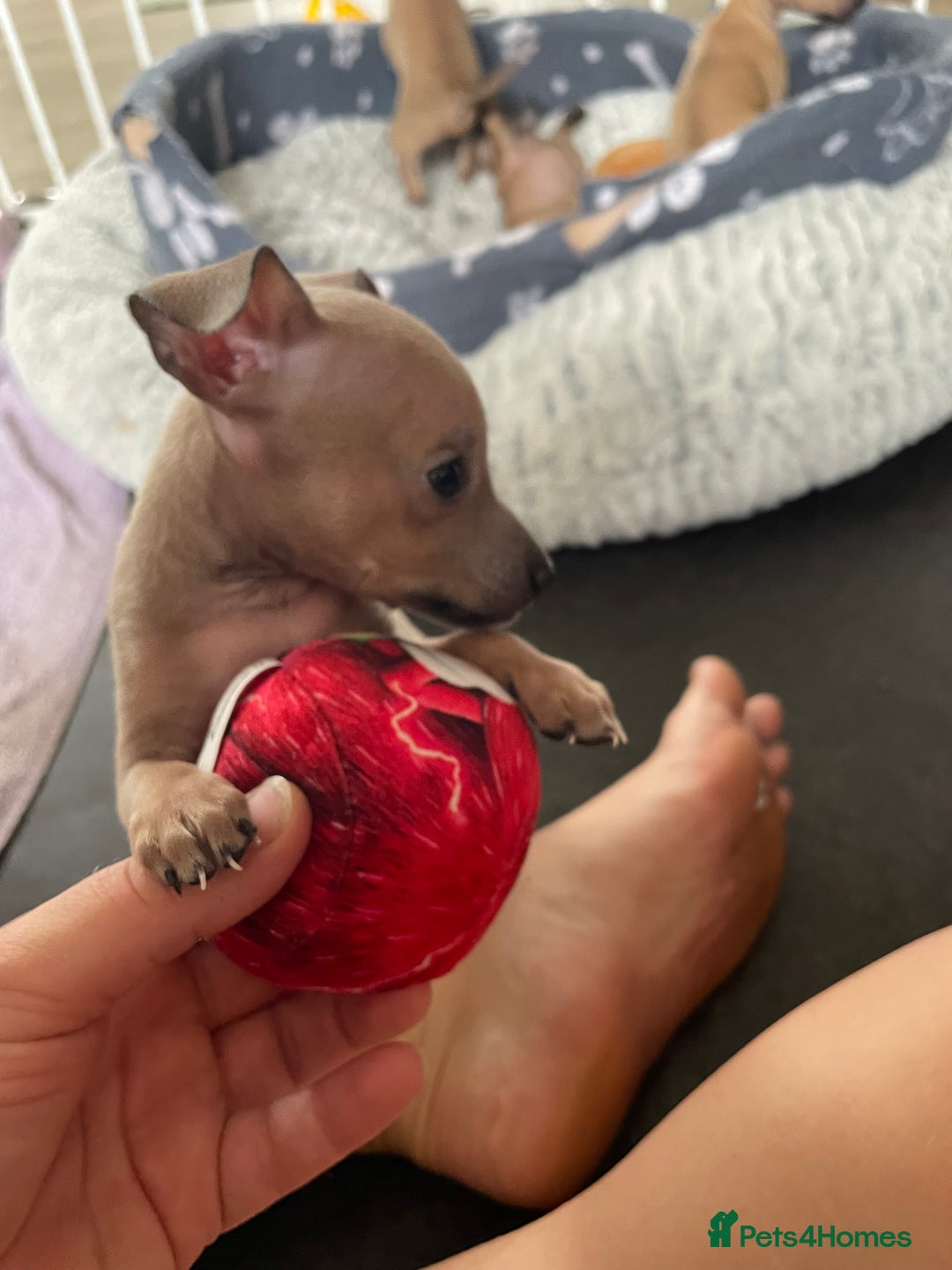 Italian Greyhound dogs for sale: Ready from next week Little Italian Greyhound pups - Image 16