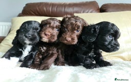 Cockapoo dogs for sale: F1 Cockapoo Puppies. Thick Coats. DNA tested - Image 3