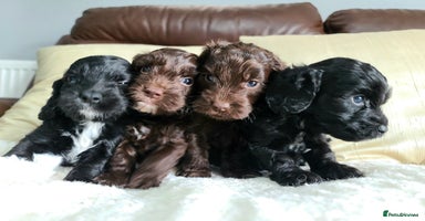 Cockapoo dogs - Advert 2