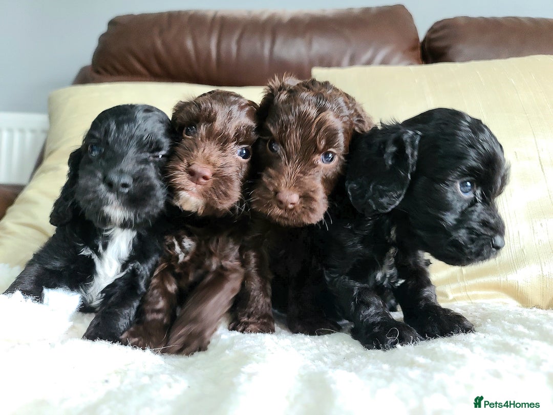Cockapoo dogs for sale: F1 Cockapoo Puppies. Thick Coats. DNA tested - Image 3