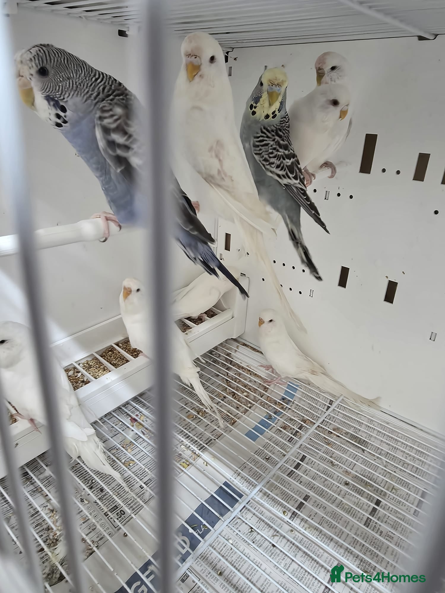 Budgerigars birds Budgies  - Advert 17
