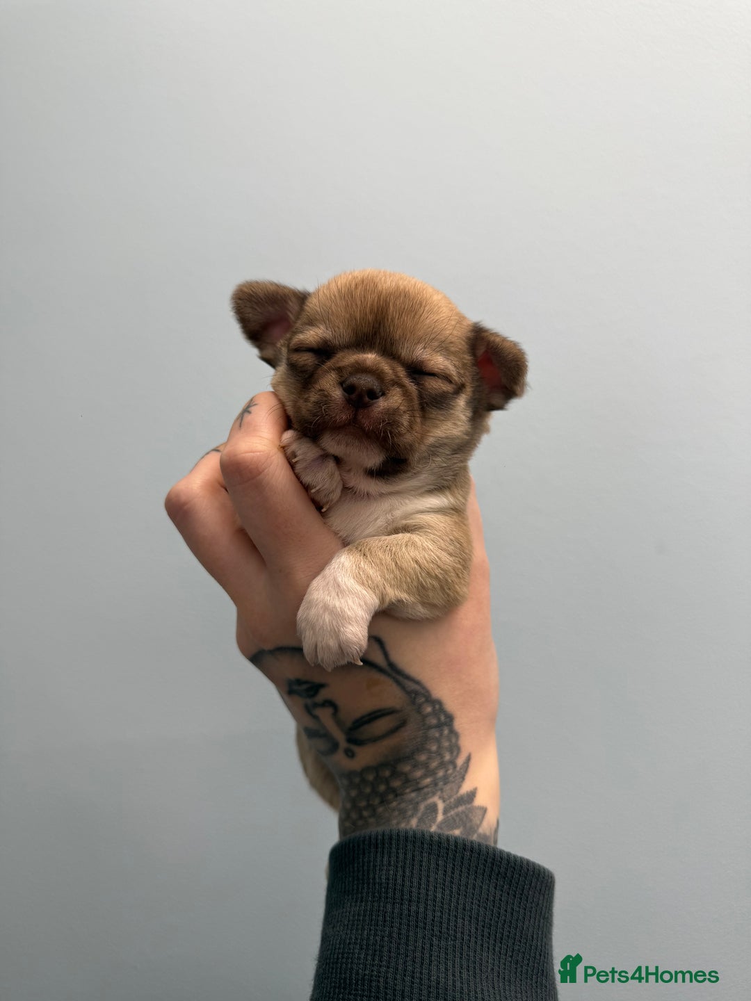 Chihuahua dogs for sale: Health tested & KC Reg Chocolate sable boy left! - Advert 1