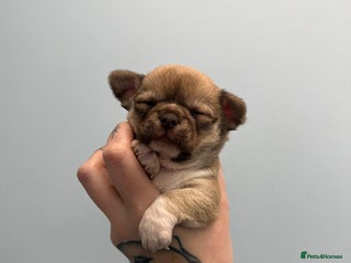 Chihuahua dogs Health tested & KC Reg Chocolate sable boy left! - Advert 9