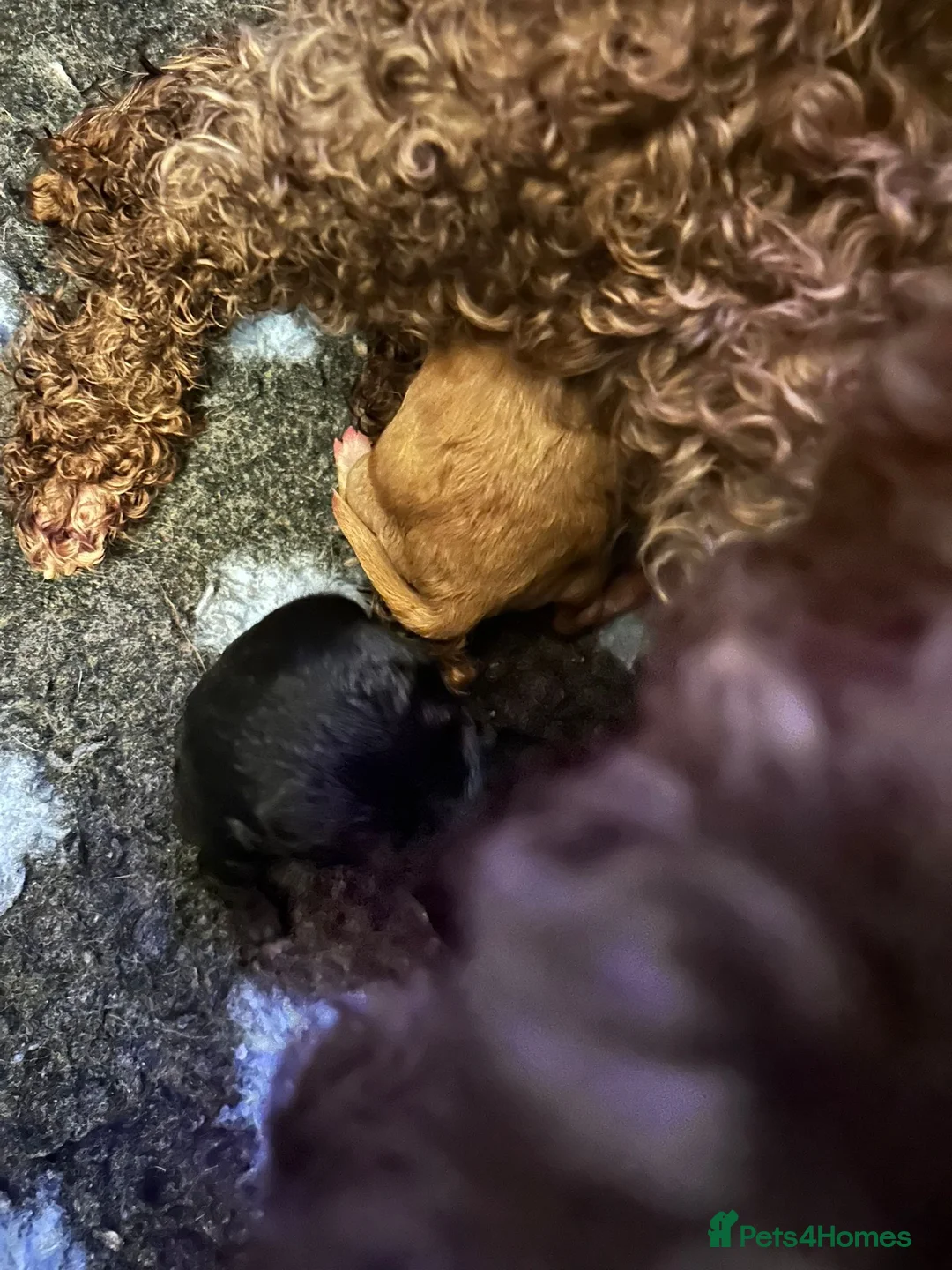 Toy Poodle dogs for sale: 🩷💙Beautiful Toy Poodle Puppies💙🩷 - Advert 5