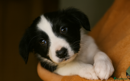 Sprocker dogs for sale: Spaniel Puppies  - Advert 15