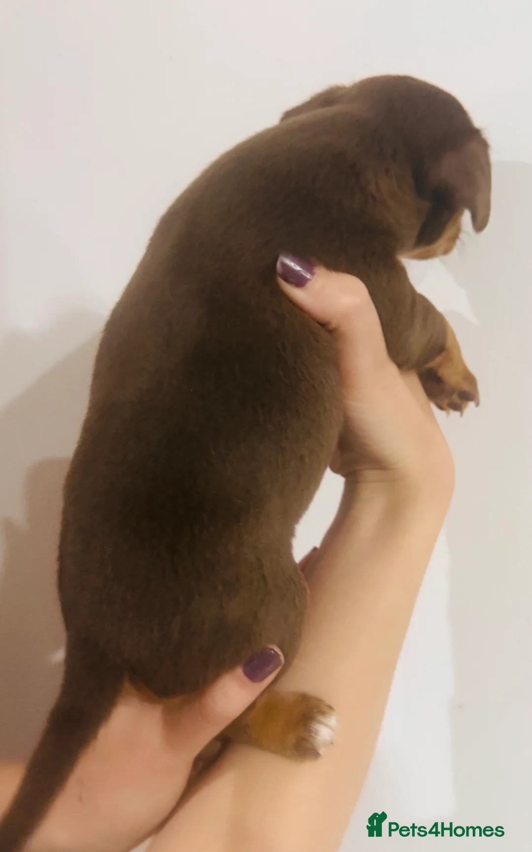 Jack Russell dogs for sale: Beautiful litter of Jack Russell Puppies - Advert 27