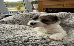Biewer Terrier dogs for sale: Beautiful Biewer puppies  - Image 2