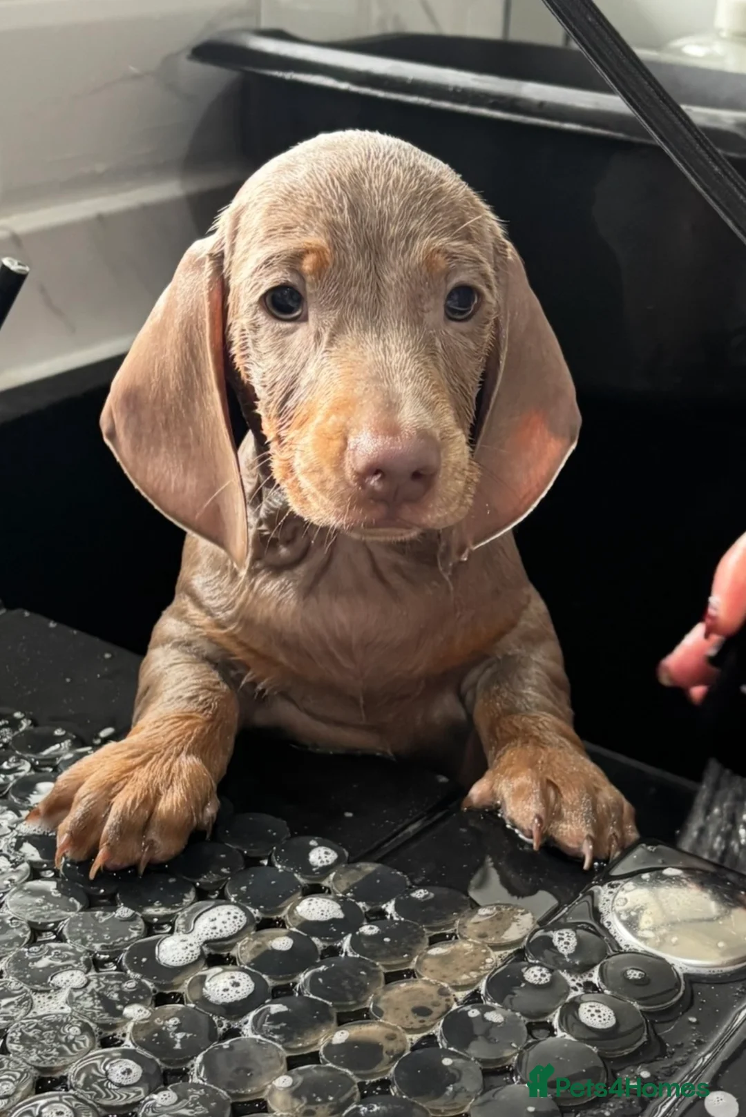 Dachshund dogs for sale: Last beautiful girl dachshund kc registered  - Advert 2