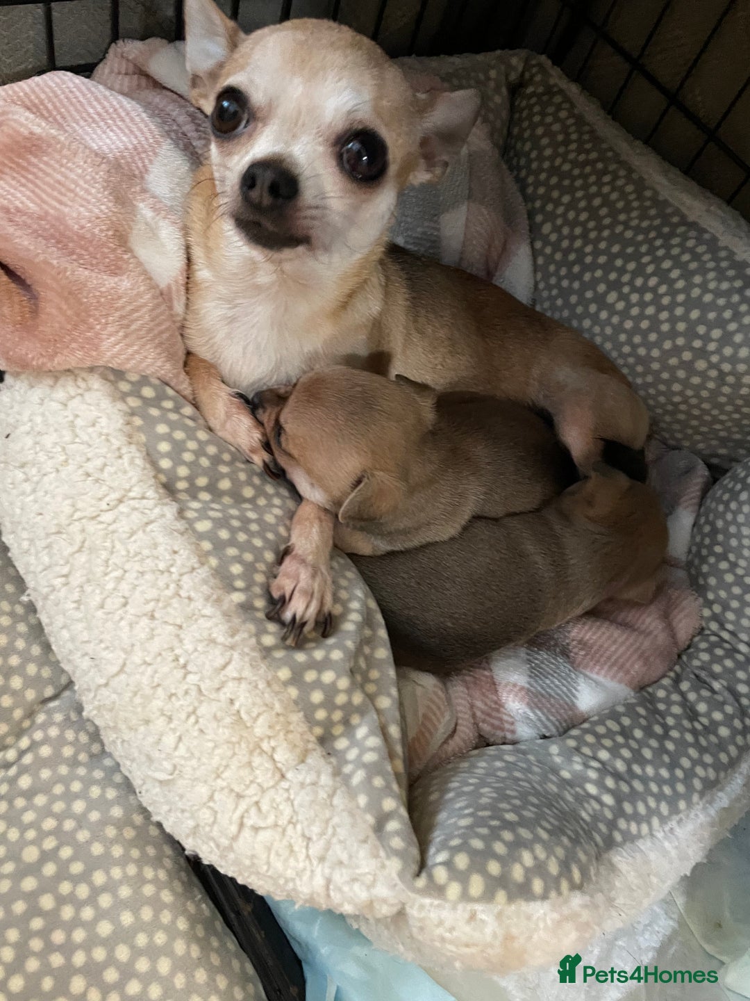 Chihuahua dogs for sale: Brother and sister Chihuahua - Advert 15