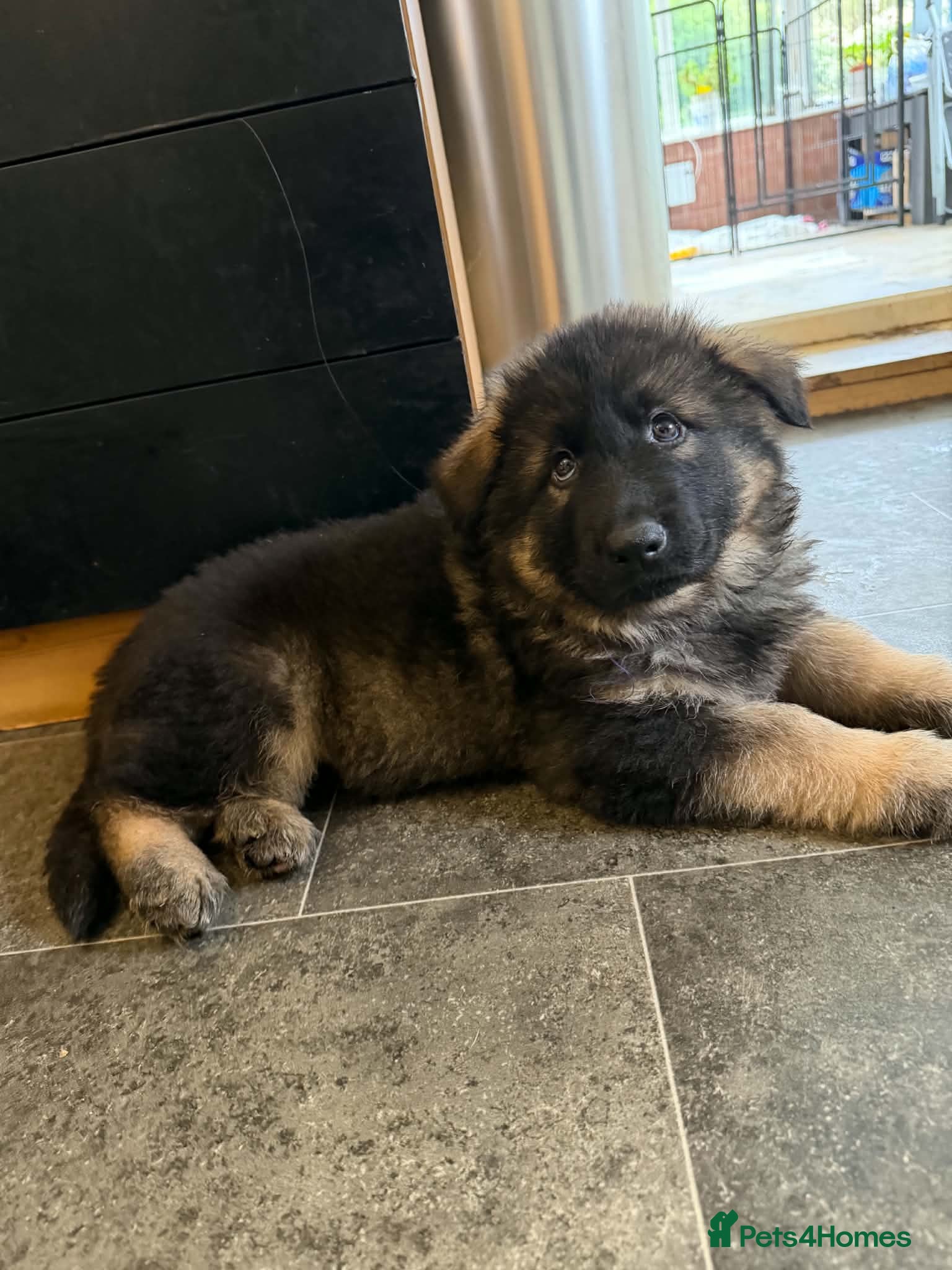German Shepherd dogs  Pedigree German Shepherd pups straight backed - Advert 2