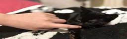 Mixed Breed cats for sale: 4 kittens  - Advert 6