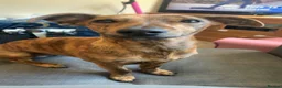 Mixed Breed dogs for sale: Whippet cross Jack Russell  - Advert 8