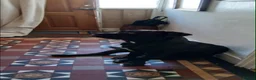Mixed Breed dogs for sale: 6 Cane Corso x puppies  in Barking - Advert 16
