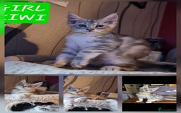 Maine Coon cats for sale: Big beautiful black silver tabby pedigree  kittens - Image 4