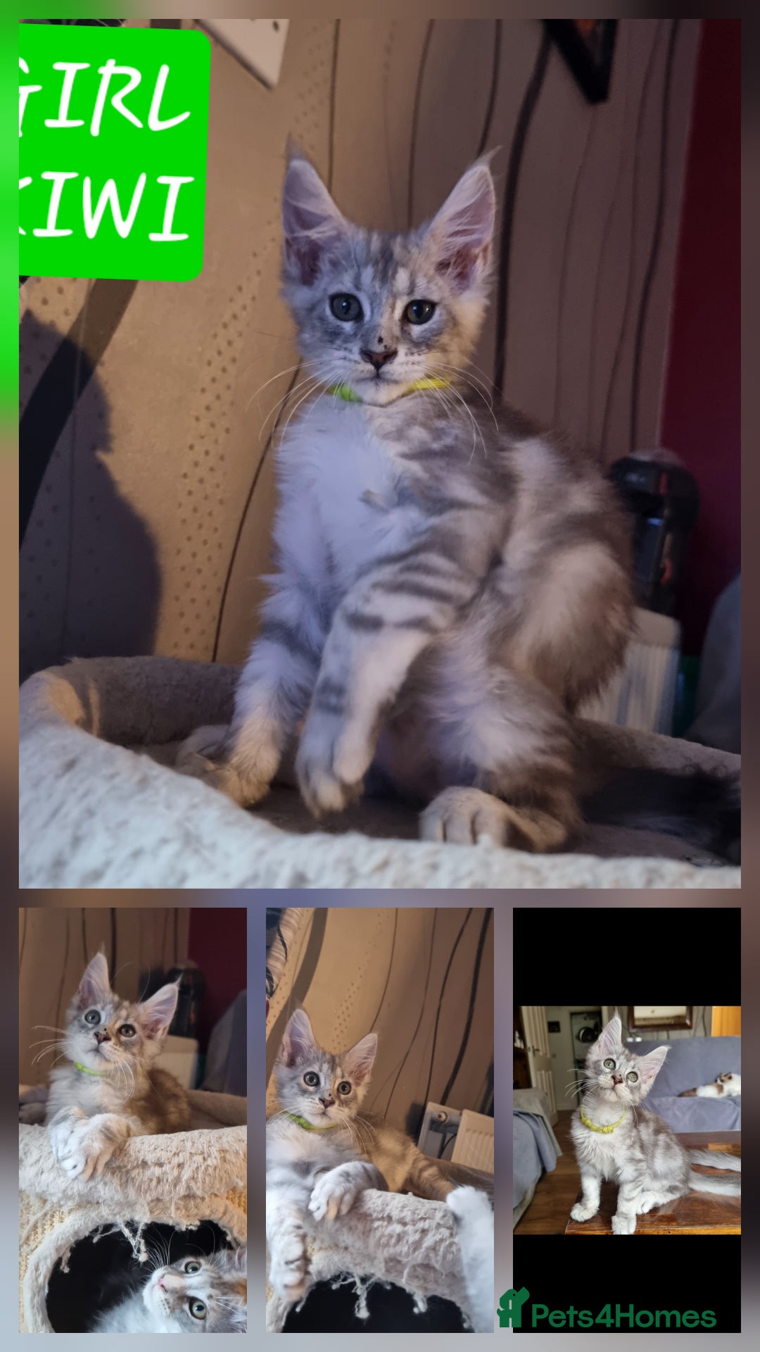 Maine Coon cats for sale: Big beautiful black silver tabby pedigree  kittens - Image 4