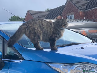 Norwegian Forest Cat cats - Advert 2